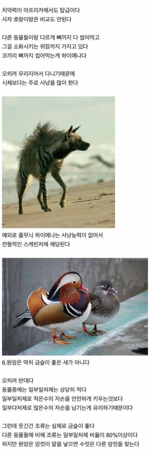 상어 만나면 코 때릴 필요가 없는 이유