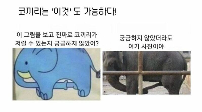 코끼리, '이것'도 가능하다!