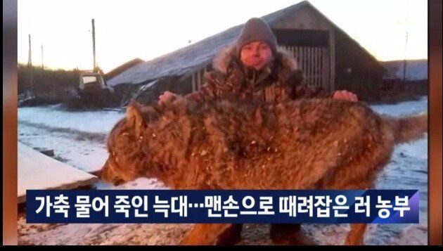 불곰국 농부 vs 엄청 큰 늑대