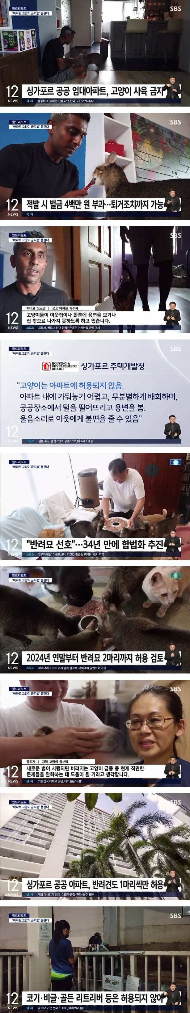 싱가포르 아파트 고양이 금지법