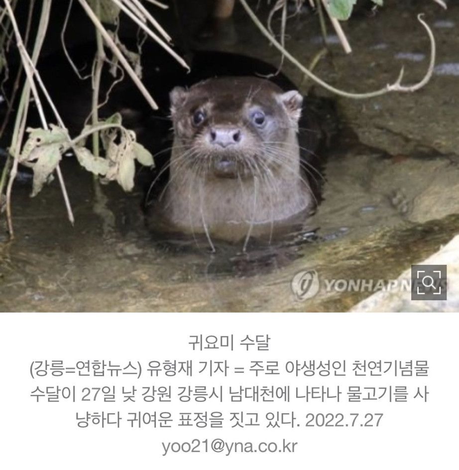 전염병 매개체 미국 가재가 우리나라에선 ㅈ밥인 이유