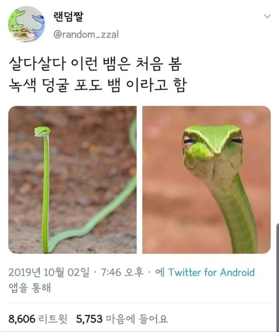 전혀 안무섭게 생겼다는 뱀