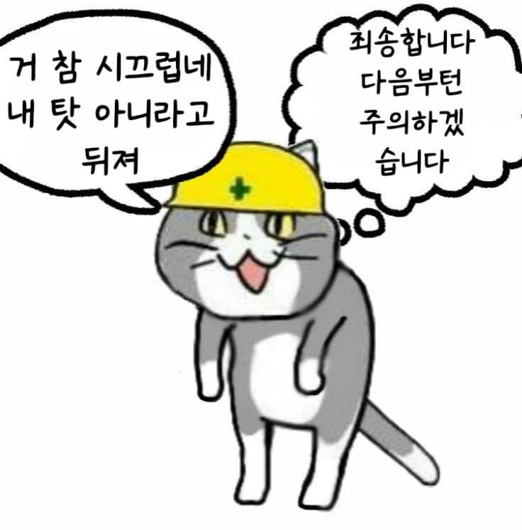 일본 ㅈ소고양이 최신 모음