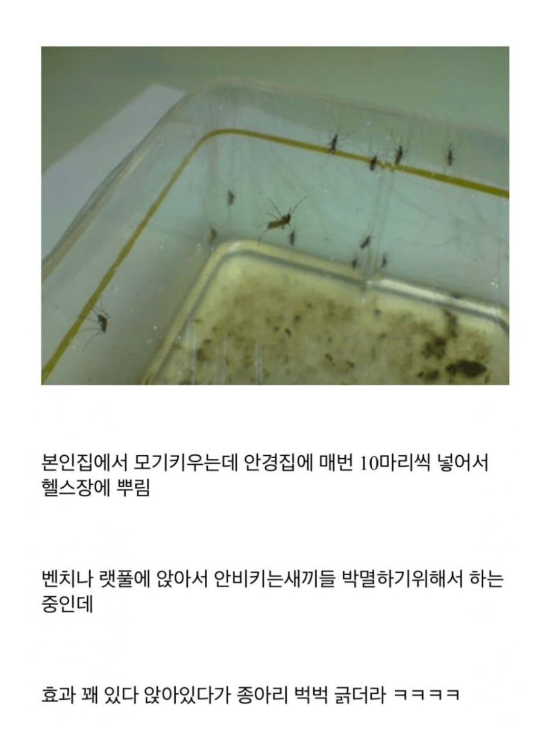 헬스장 모기 빌런