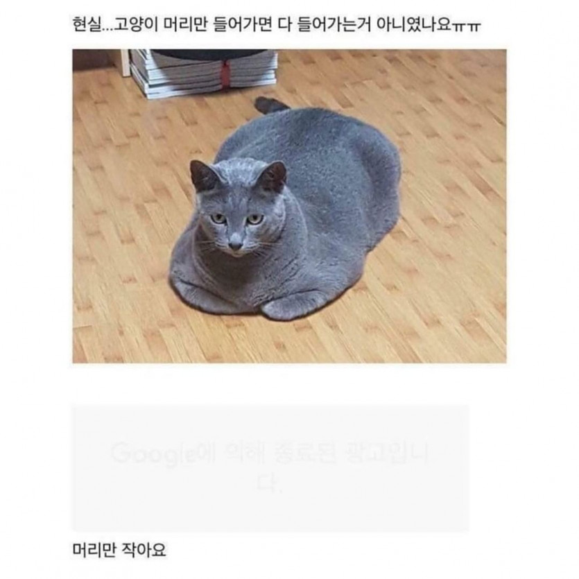 내 맘대로 안되는 냥이.